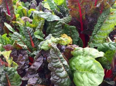 Beef with a Leafy Green Salad — Yum!