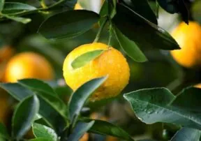 Arizona Citrus Abounds