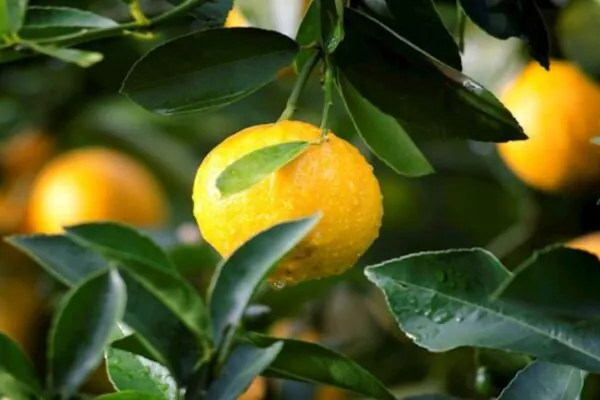 Arizona Citrus Abounds