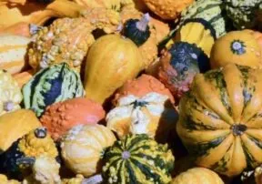 Fun Facts About Gourds