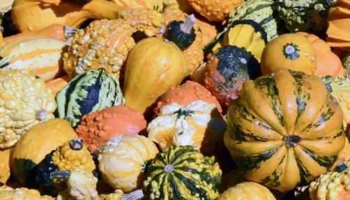 Fun Facts About Gourds