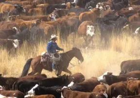How to Support Arizona Ranchers