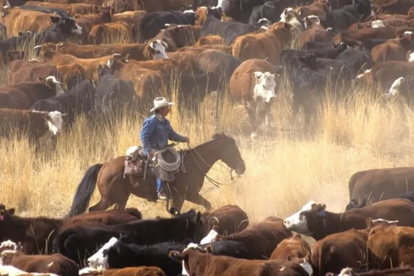 Organ Meat Provides More Nutrients Than You Might Think
