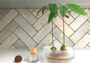6 Fun Agriculture Science Experiments For Kids