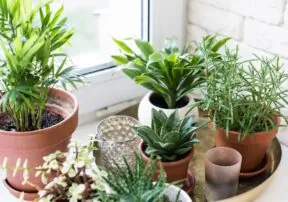 Taking Care of House Plants for Dummies