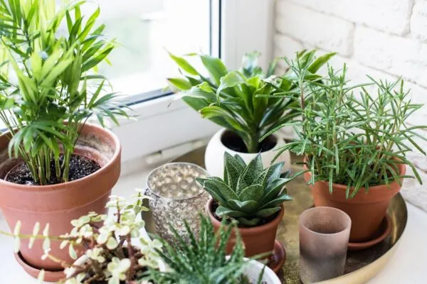 Taking Care of House Plants for Dummies
