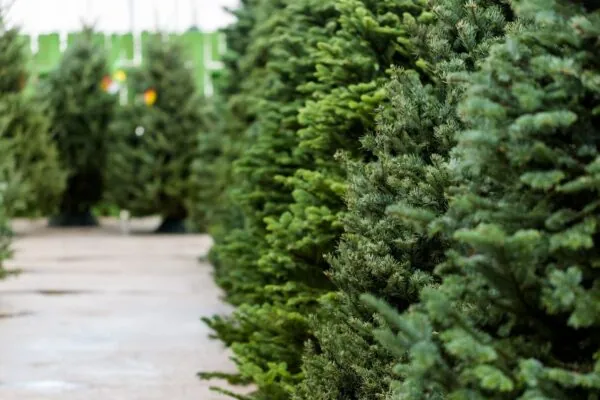 Best Places to Get Live Christmas Trees
