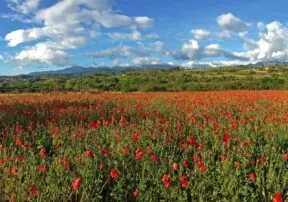 Why We Wear Poppies on Veteran’s Day and Other Ways We Can Serve Veterans