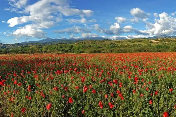Why We Wear Poppies on Veteran’s Day and Other Ways We Can Serve Veterans