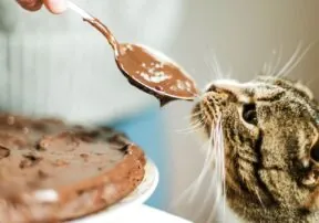 Recipes You Can Enjoy With Your Cat