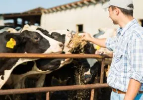 Recipes You Can Enjoy With Your Cow