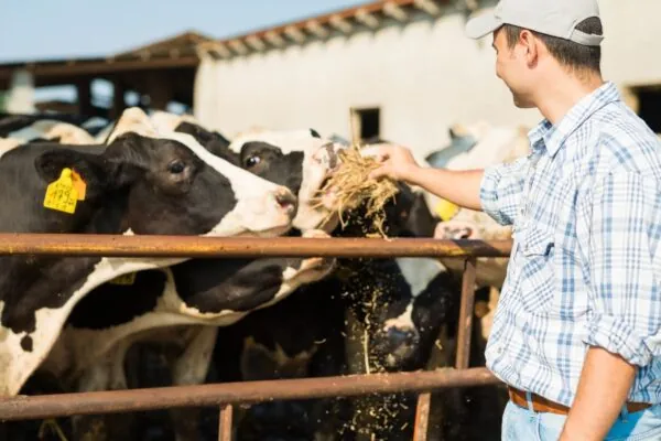 Recipes You Can Enjoy With Your Cow