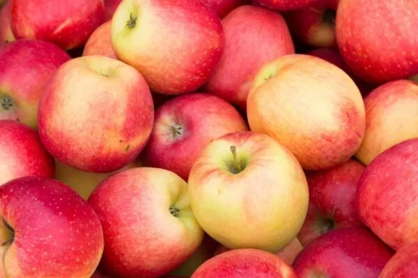 Homemade Apple Cider