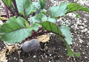 Why Beets Are Considered a Superfood