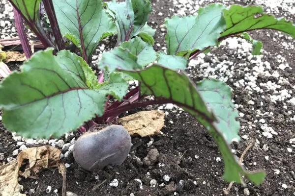 Why Beets Are Considered a Superfood