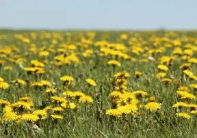 The Many Cuisines that Feature Edible Flowers