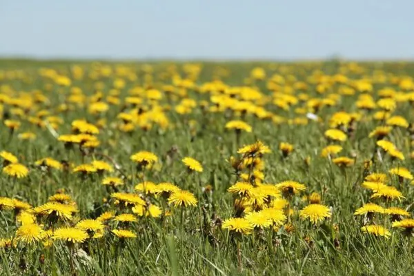 The Many Cuisines that Feature Edible Flowers