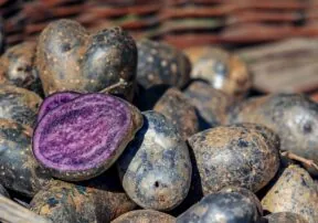 Purple Potatoes Gain Popularity as We Discover their Nutritious Tastiness