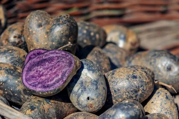 Purple Potatoes Gain Popularity as We Discover their Nutritious Tastiness