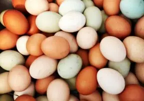 Phosphorous is an Incredibly Important Nutrient