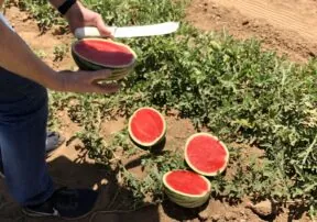 Watermelon – The Nutrient Dense Summer Fruit