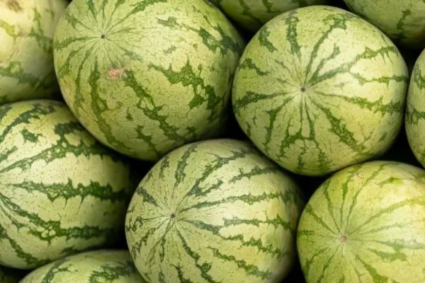 Watermelon: The Uglier, the Sweeter!