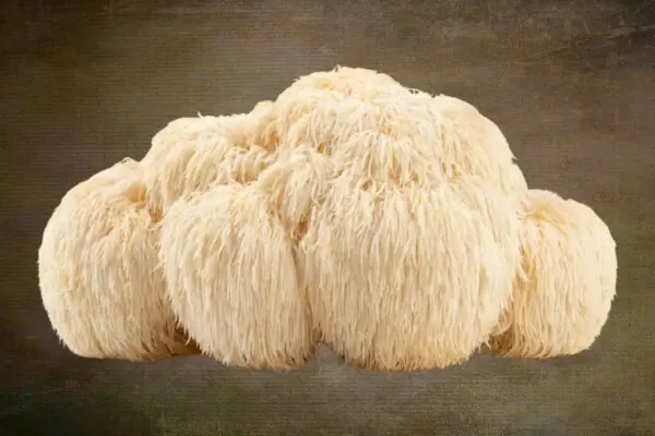 Lion’s Mane Mushrooms Provide Several Health Benefits