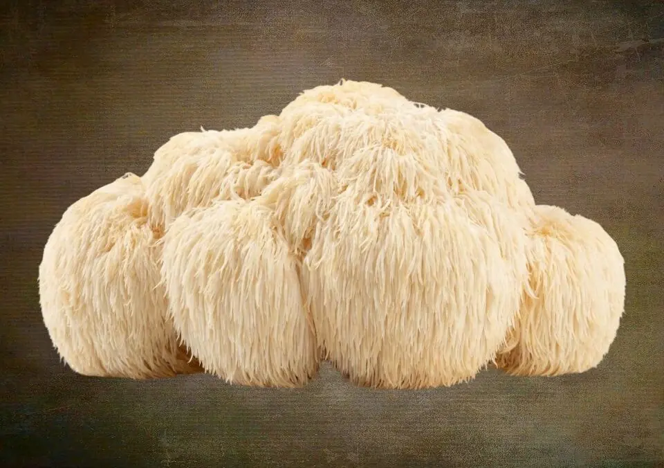Lion’s Mane Mushrooms Provide Several Health Benefits