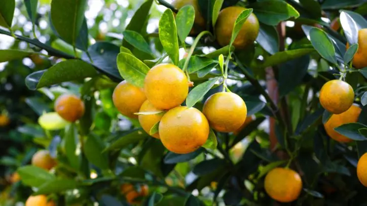Citrus Tree