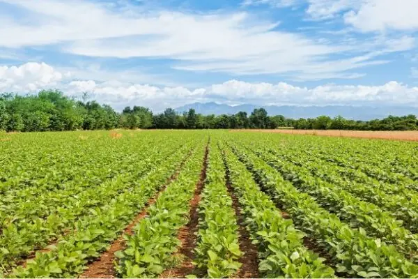 We’ll Always Need Water To Grow Healthy, Local Arizona Food