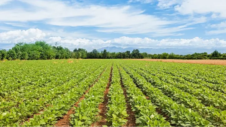 Rows of leafy greens being grown in Arizona