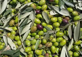 Move Over, Olive Oil! Whole Olives are Just as Nutritious!