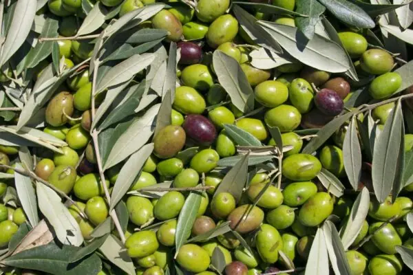 Move Over, Olive Oil! Whole Olives are Just as Nutritious!