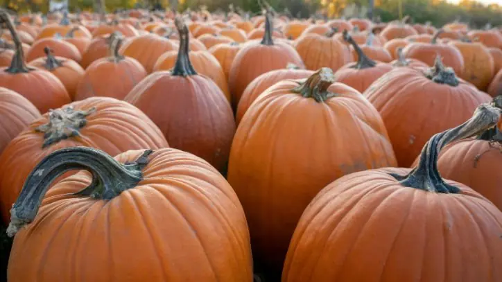 Field filled with pumpkins