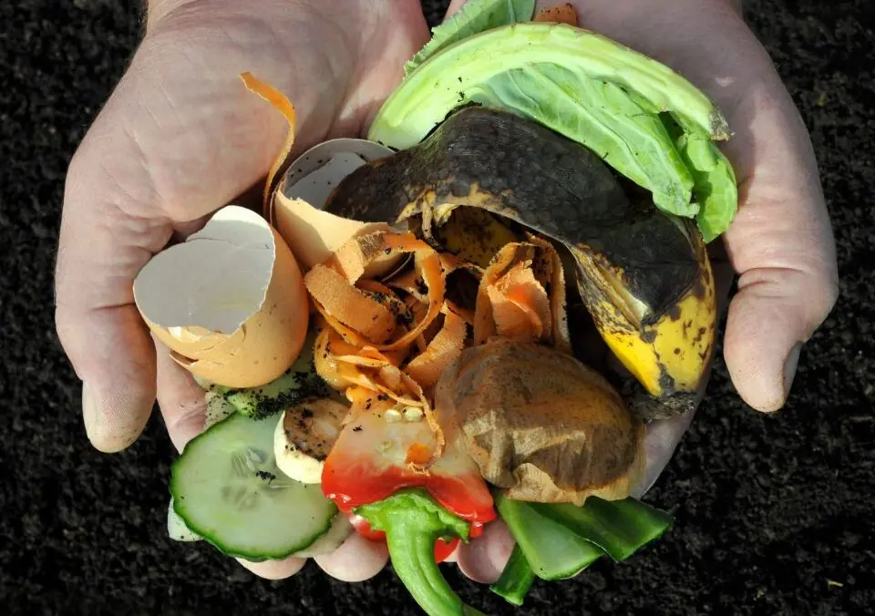 Composting is an Easy Way to Reduce Food Waste!