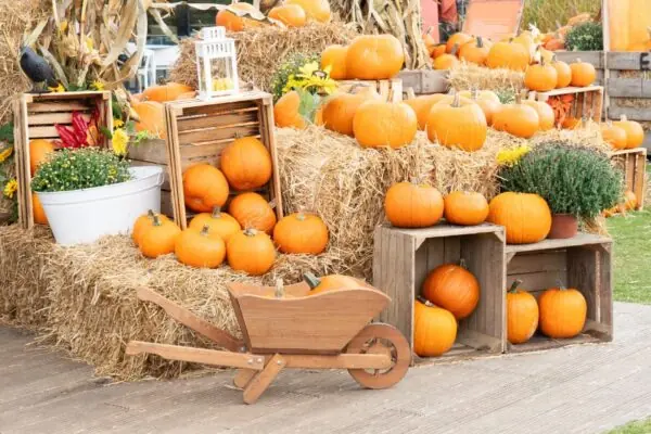 Pumpkin Patches in Arizona!