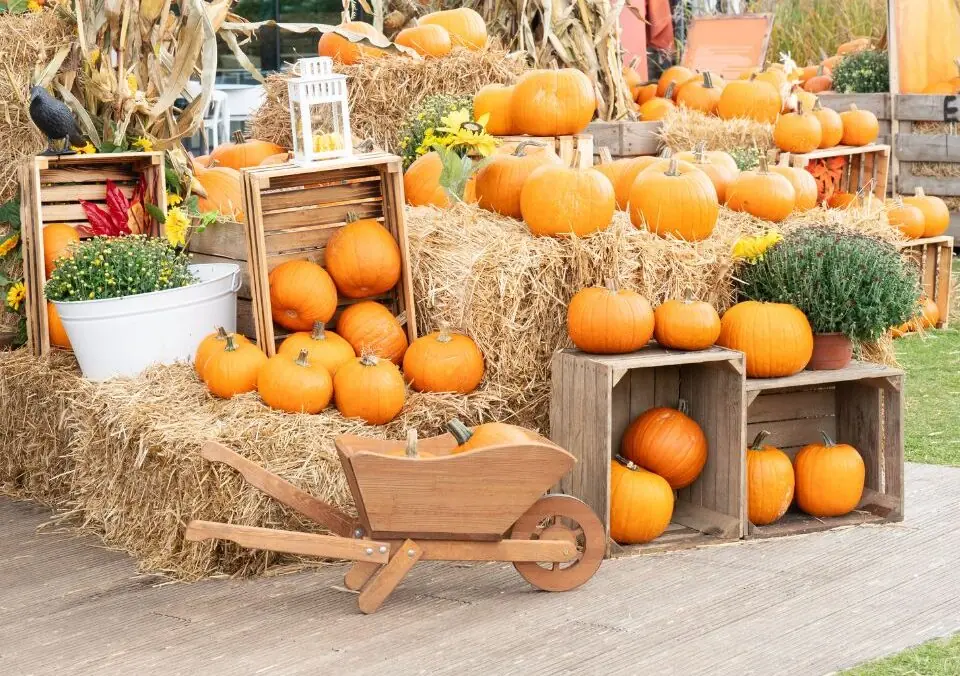 Pumpkin Patches in Arizona!