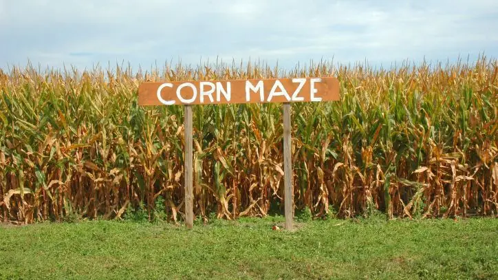 Sign saying corm maze" in front of a corn field