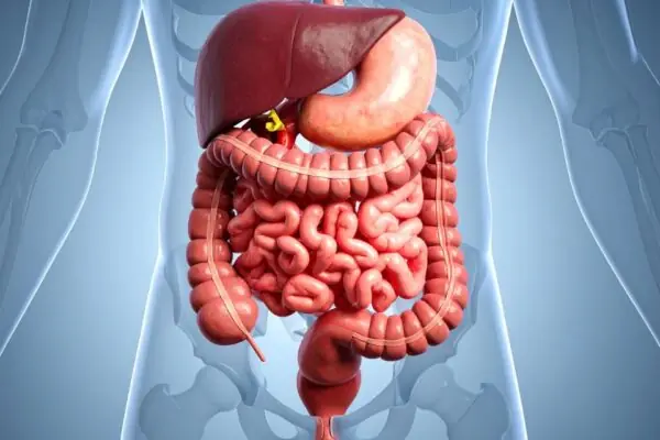 Dietary Choices Impact Gut Health