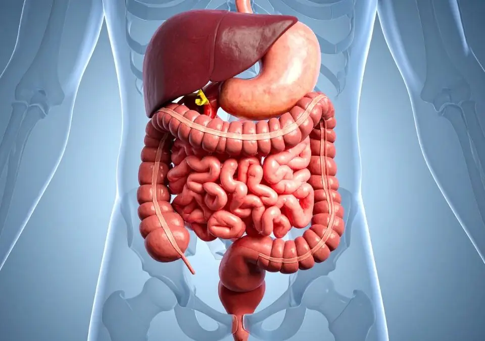 Dietary Choices Impact Gut Health