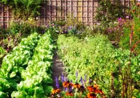 Gardening Provides Many Health Benefits
