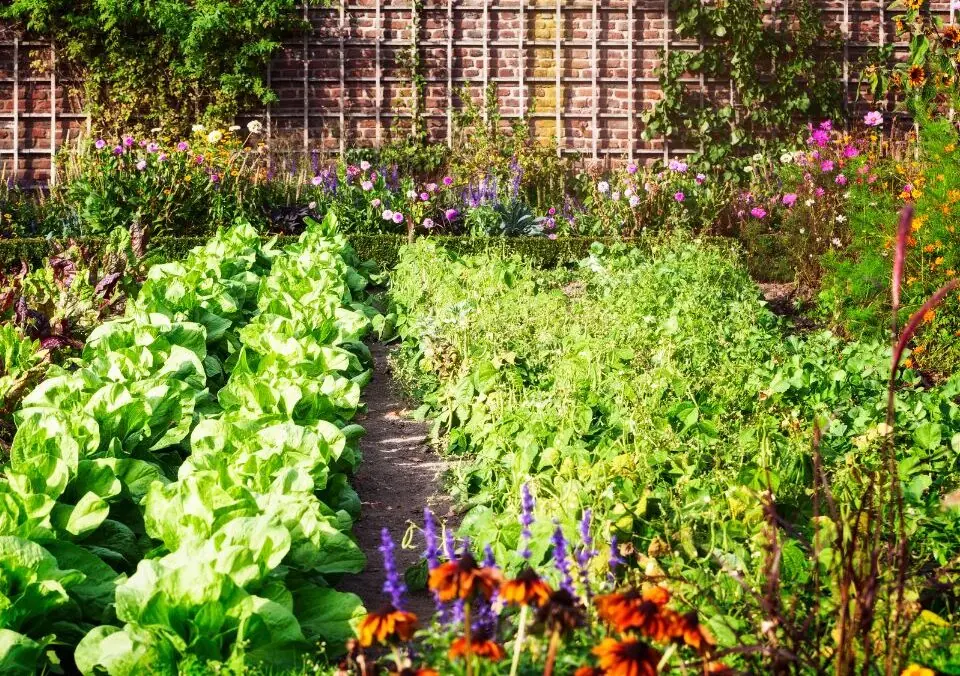 Gardening Provides Many Health Benefits