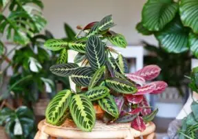 House Plants Provide Health Benefits!