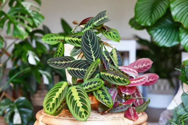 House Plants Provide Health Benefits!