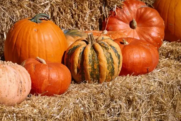 Fill Your Plate’s Collection of Pumpkin Articles