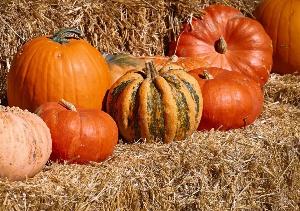 Fill Your Plate’s Collection of Pumpkin Articles