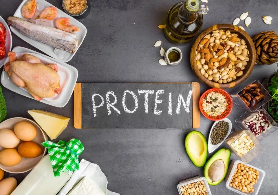 Plant Protein Vs. Animal Protein – Main Differences