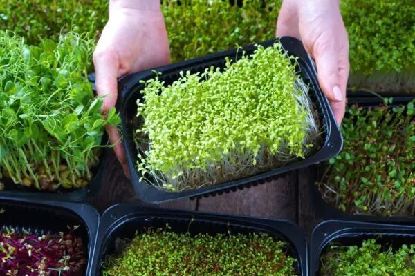 Little Microgreens Offer Big Nutrition