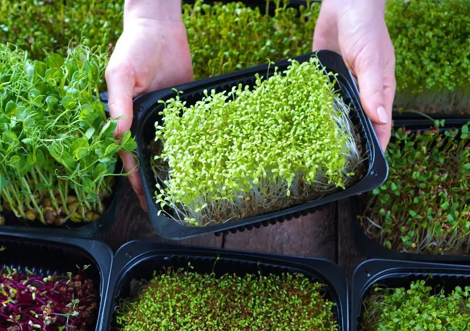 Little Microgreens Offer Big Nutrition