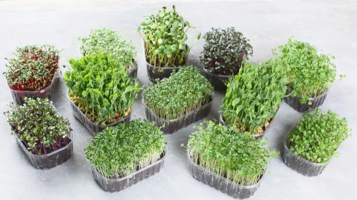 trays filled with different types of microgreens